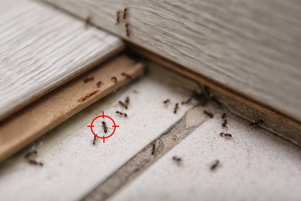 Best Commercial Pest Control Services  in Shelburn, IN